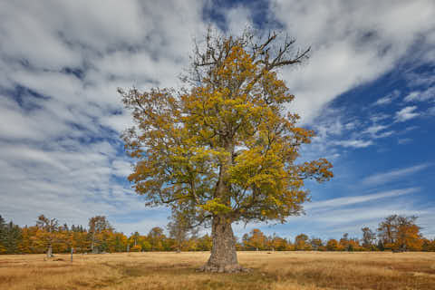 Gemeinde Lindberg Landkreis Regen Kohlschachten Bergahorn (Dirschl Johann) Deutschland REG